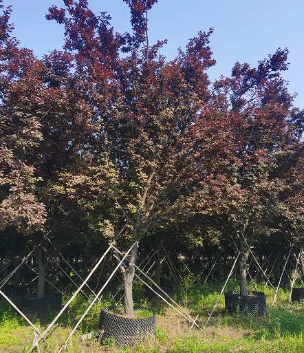 紫叶李容器苗苗圃基地种植紫叶李容器苗 红叶李树苗 观叶小乔木 可植栽指导 源新苗木种植销售苗圃欢迎你前来采购