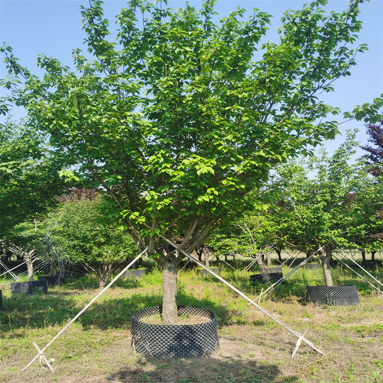 泰安市樱花树苗厂家