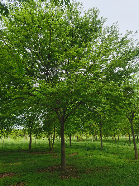 榉树 胸径10-30公分 株高约8米 风景绿化树