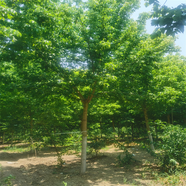 大规格金叶复叶槭 工程园林 供应基地 现挖现卖图片