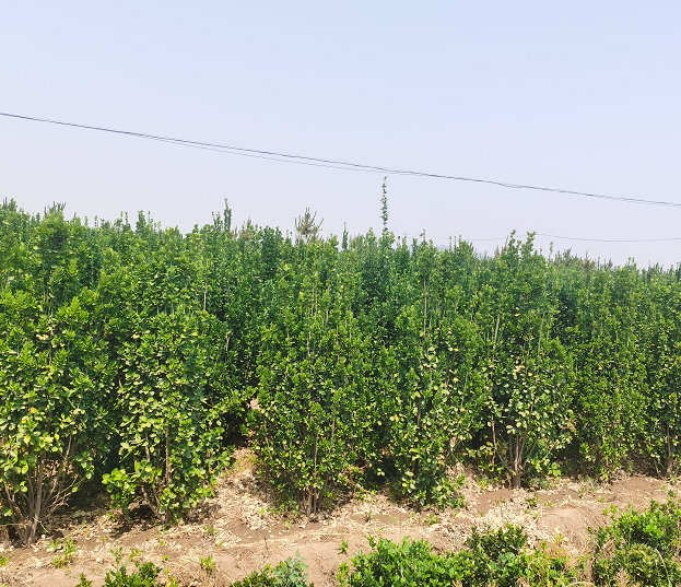 丛生北海道黄杨 基地培育 常绿树木小苗 绿篱植物