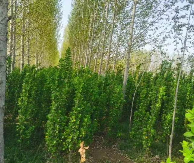 丛生北海道黄杨树批发 价格 基地培育 常绿树木小苗 绿篱植物 源新苗木种植销售