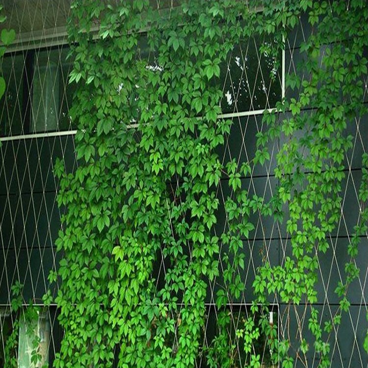 不锈钢植物爬藤网 高空钢丝防坠落网 墙体植物爬藤绳