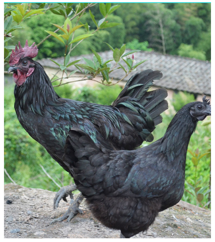 高产五黑绿壳蛋鸡苗价格-湖南五黑绿壳蛋鸡苗 纯度高 产蛋量高 易成活可全国发货