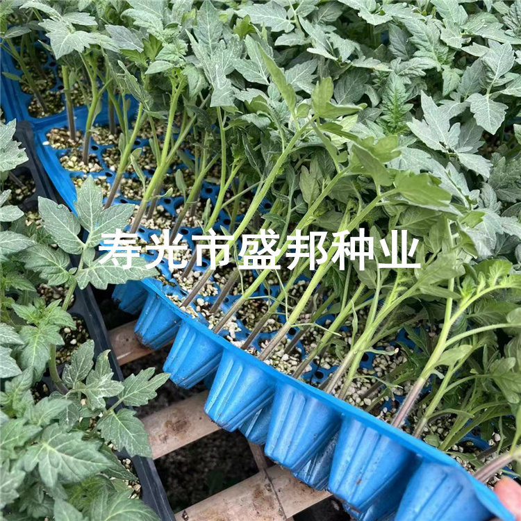潍坊市1567西红柿种子种苗厂家天正1567西红柿种子种苗  大果番茄苗 硬粉西红柿苗 早熟品种