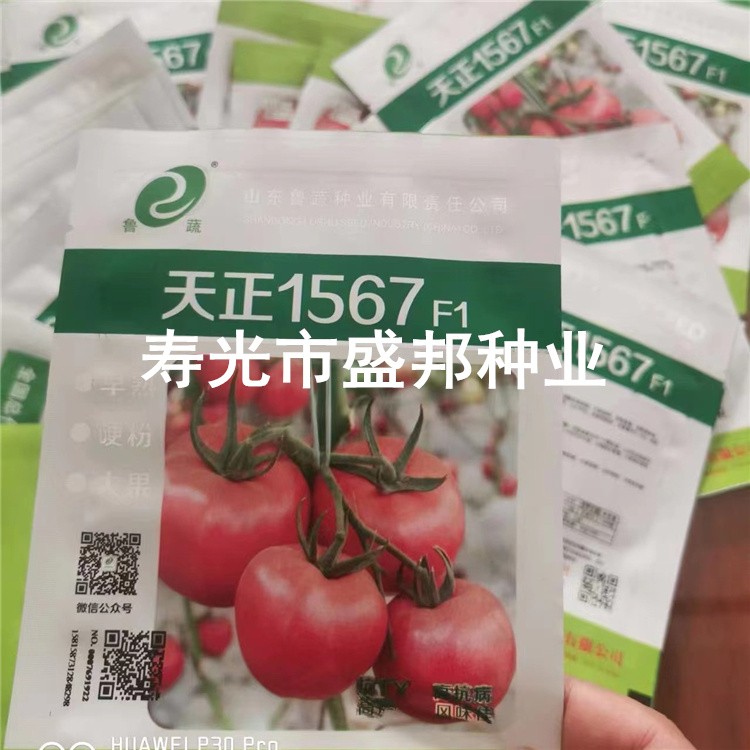 天正1567西红柿种子种苗  大果番茄苗 硬粉西红柿苗 早熟品种图片