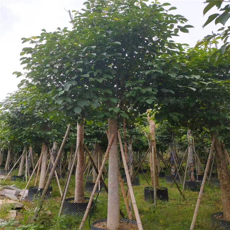 重阳木基地出售重阳木 全冠移植树 株高1-7米 园林市政工程树