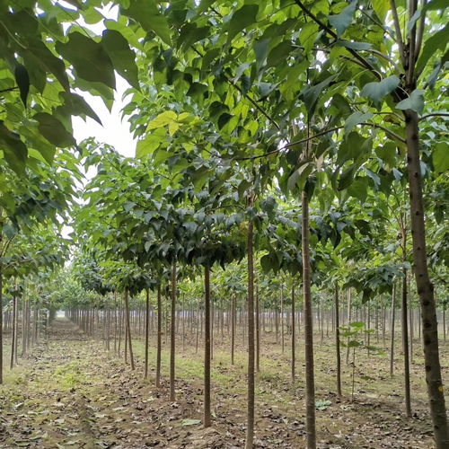 楸树 楸树批发_楸树苗_楸树种植基地_价格 岱岳区源新苗木种植销售苗圃图片