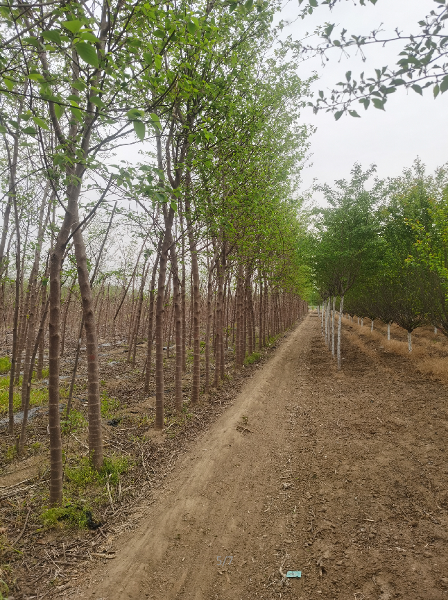 构树 园林绿化工程苗木  规格齐全 基地供应