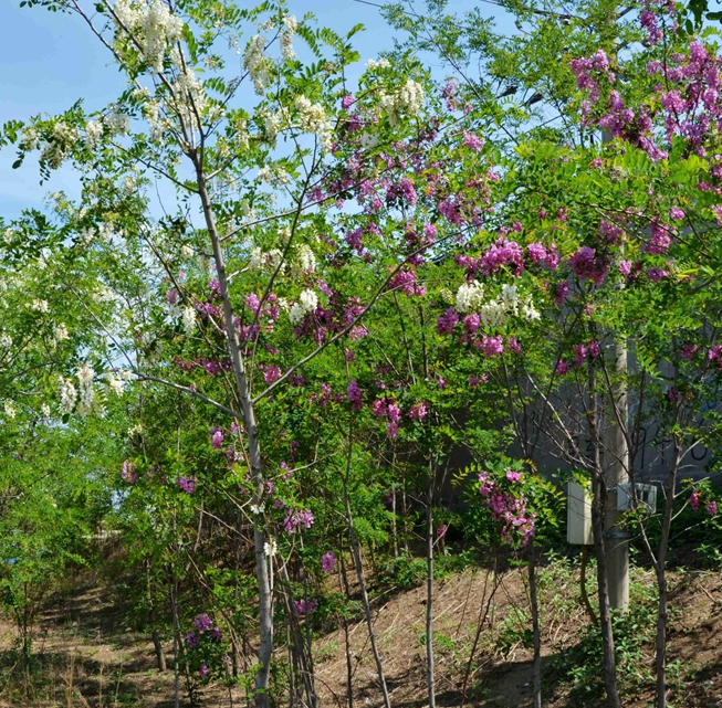 泰安市香花槐厂家香花槐 耐寒抗旱 适应性强 公园街道绿化树种小树苗批发