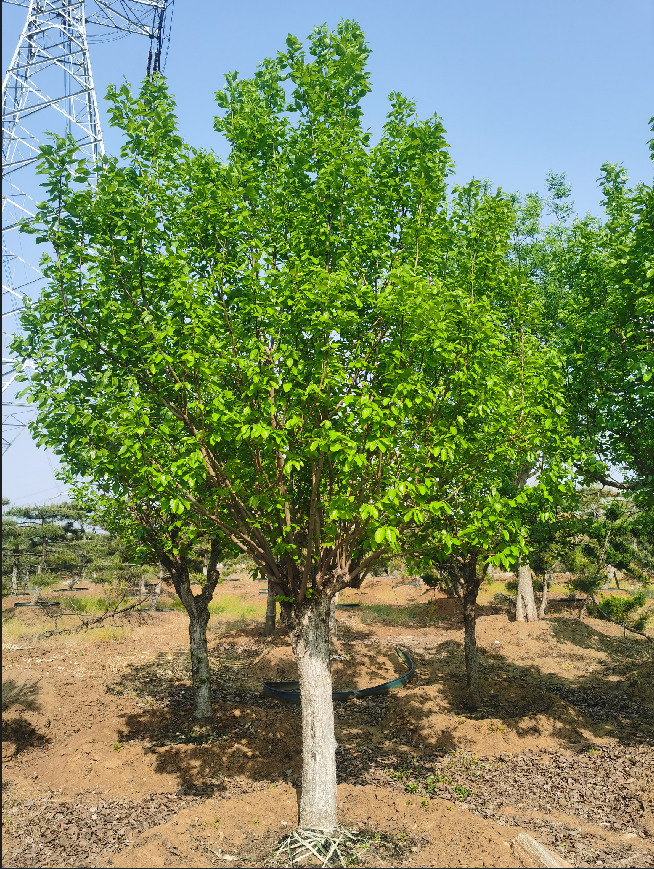 批发供应柿子树绿化园林植物 3公分4公分5公分柿子树