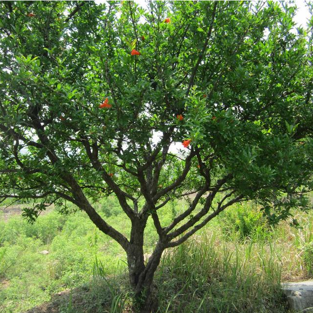 石榴石榴树突尼斯软籽庭院果树盆栽南方北方种植无籽石榴树苗
