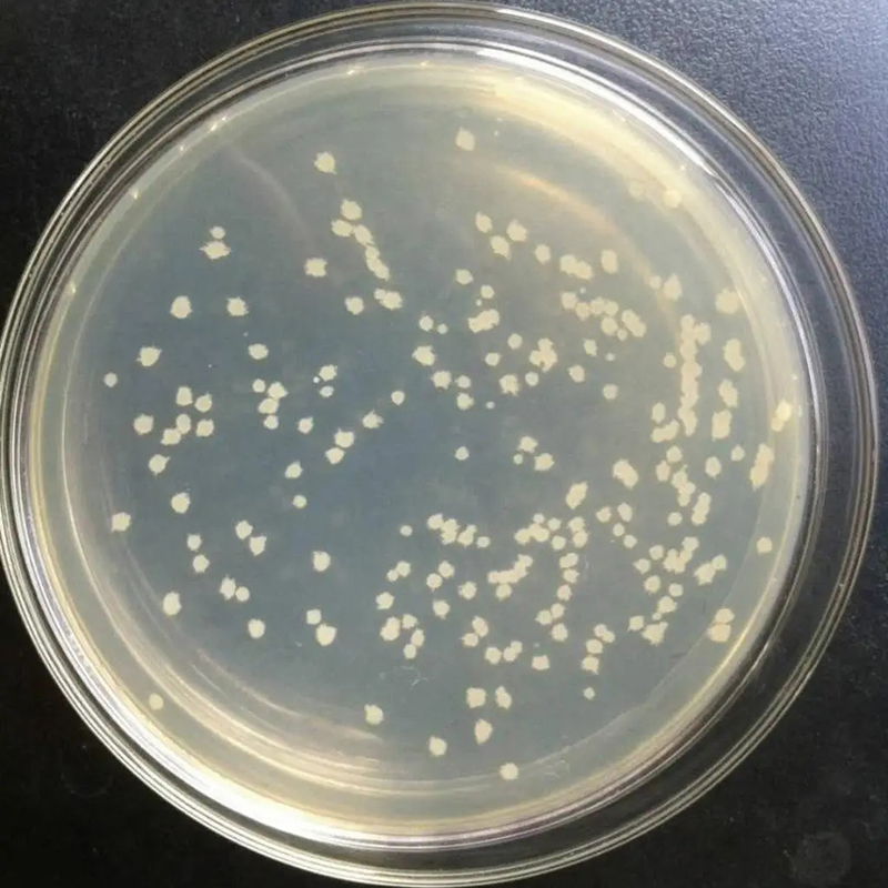 凝结芽孢杆菌饲料添加剂