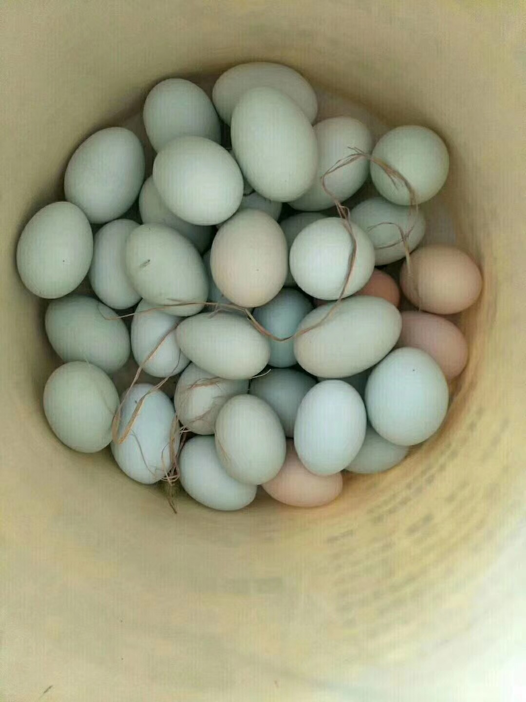 高产绿壳蛋鸡饲养技术、高产绿壳蛋鸡饲养方法、高产绿壳蛋鸡饲养难度