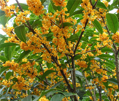 桂花树种植基地-桂花树批发-桂花树价格-桂花树供应商