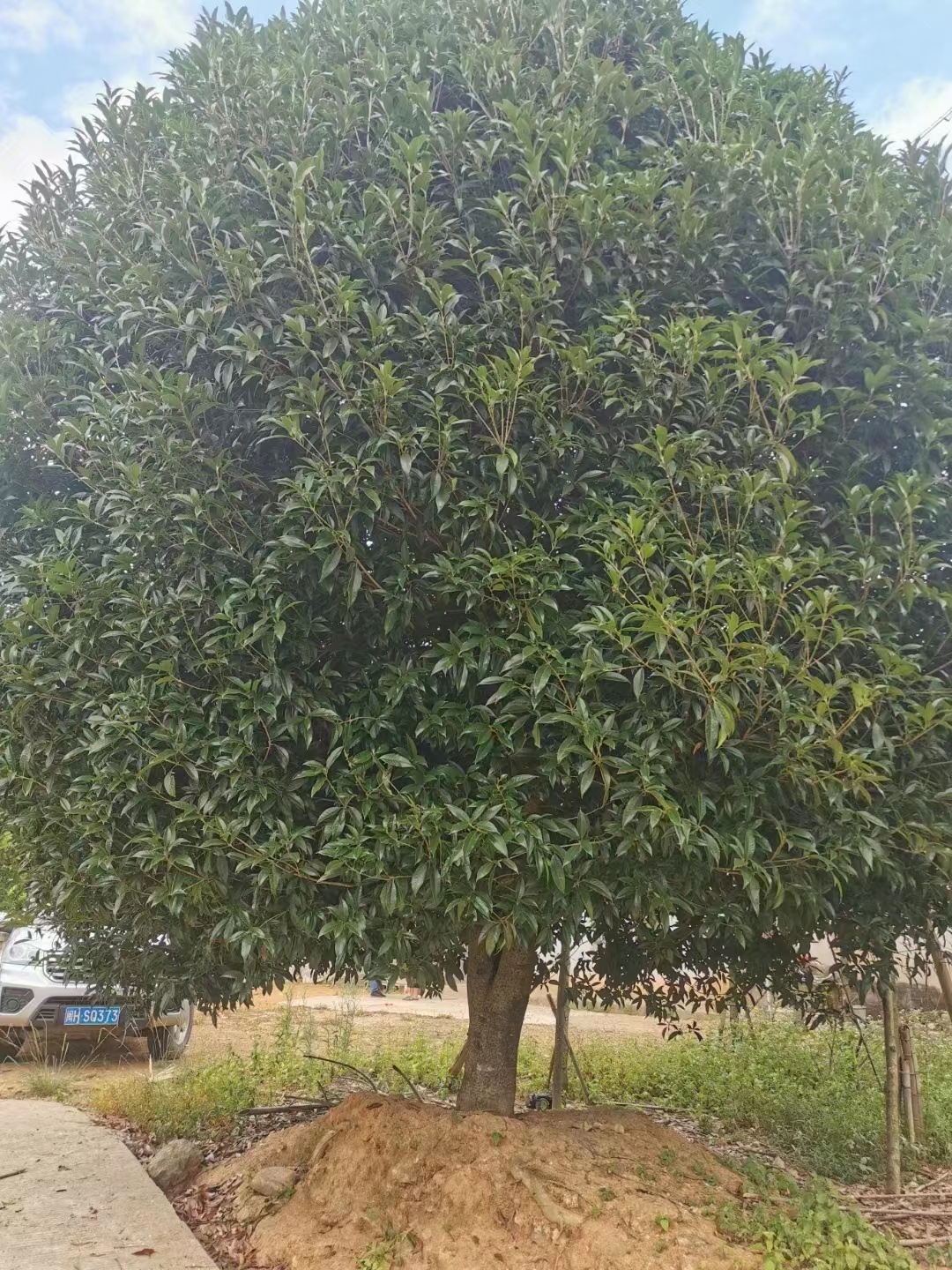 香气柔和 道路园林绿化树 带土球发货 大量供应D10公分丹桂