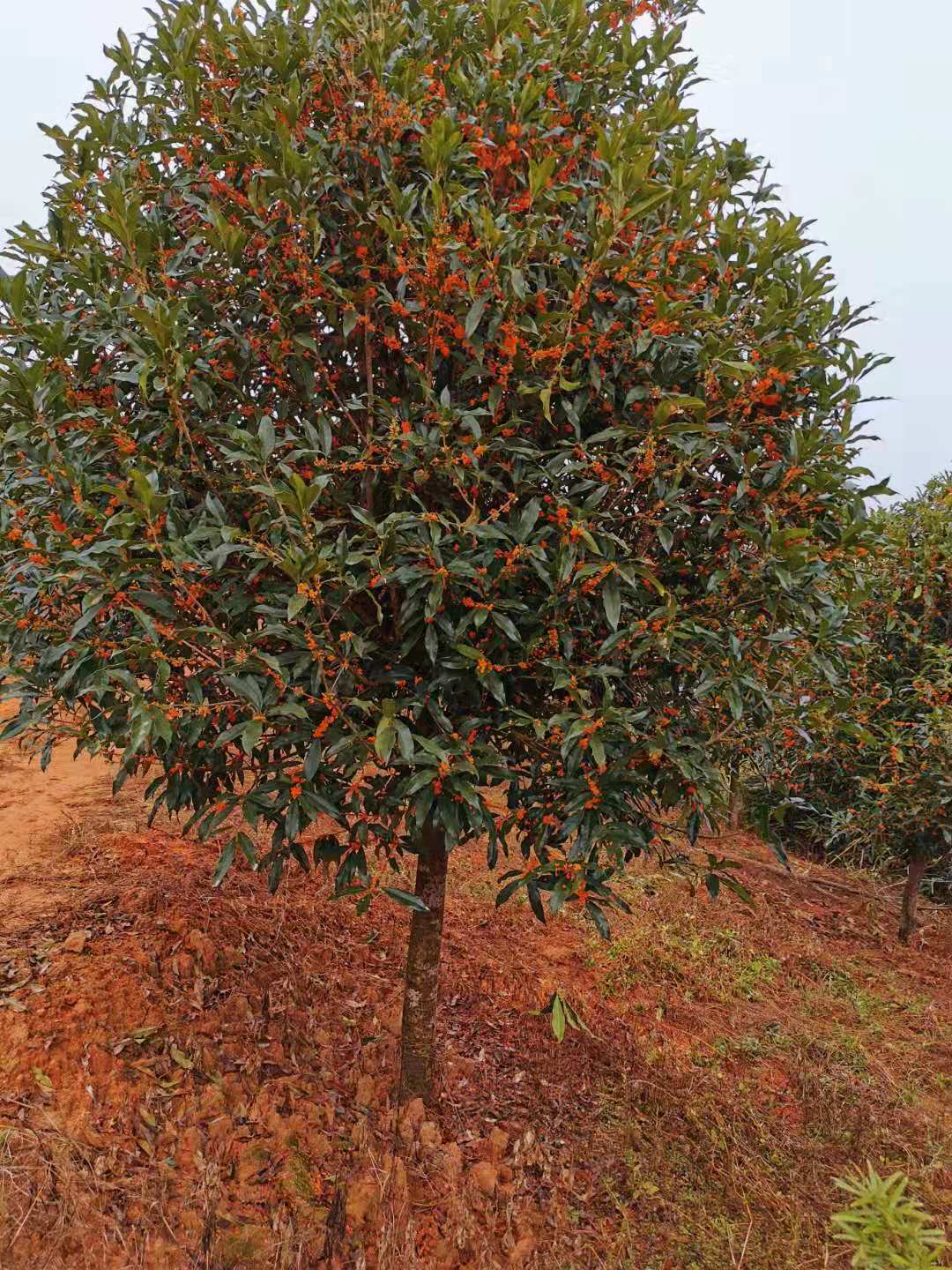 红花丹桂批发 高杆丹桂树种植基地 园林厂家