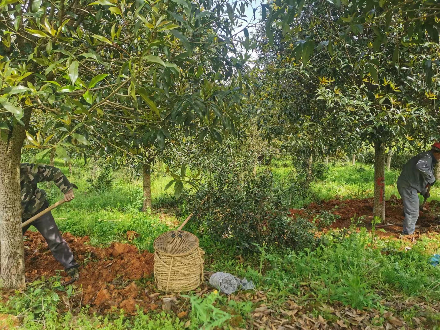 移植丹桂基地 景观庭院造型丹桂批发 占地截杆桂花树大树图片