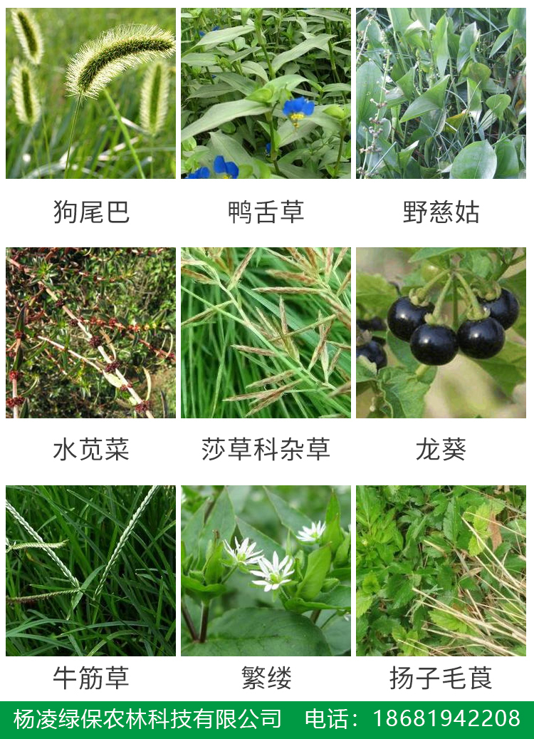 甲嘧草甘膦——公路铁路厂矿院落灌木等非耕地杂草除草剂