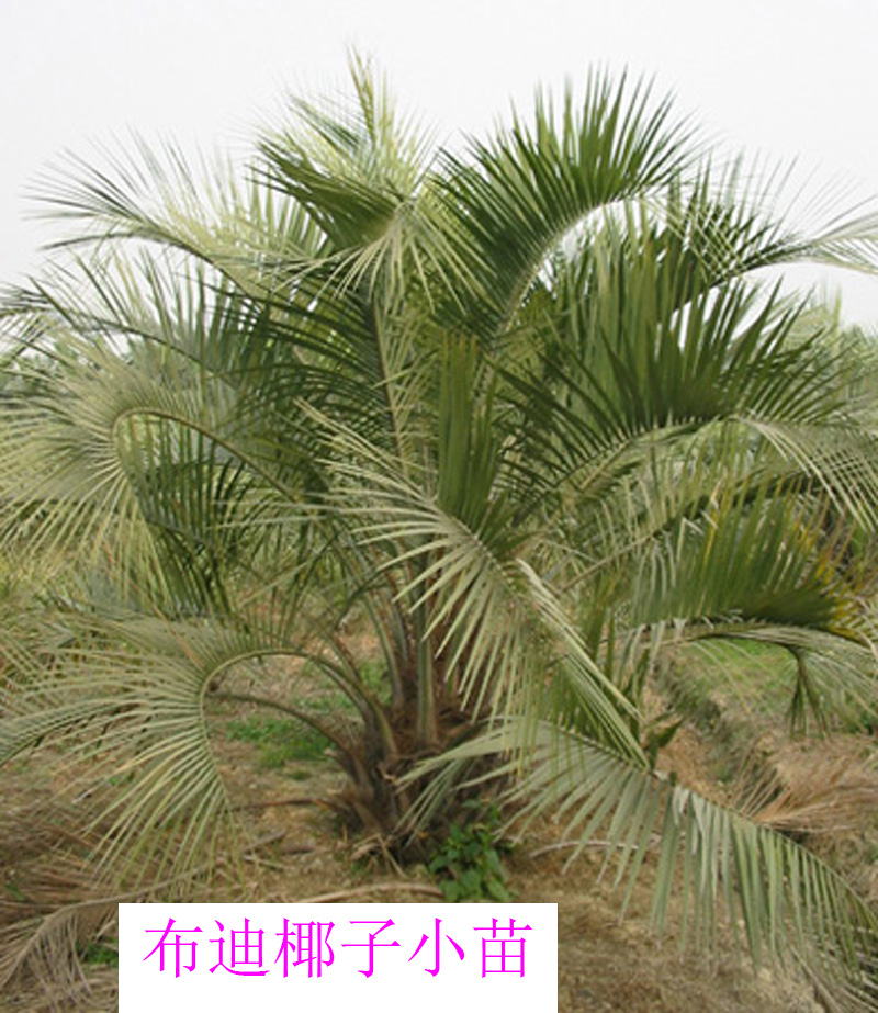 布迪椰子苗 常绿耐寒植物热带批发