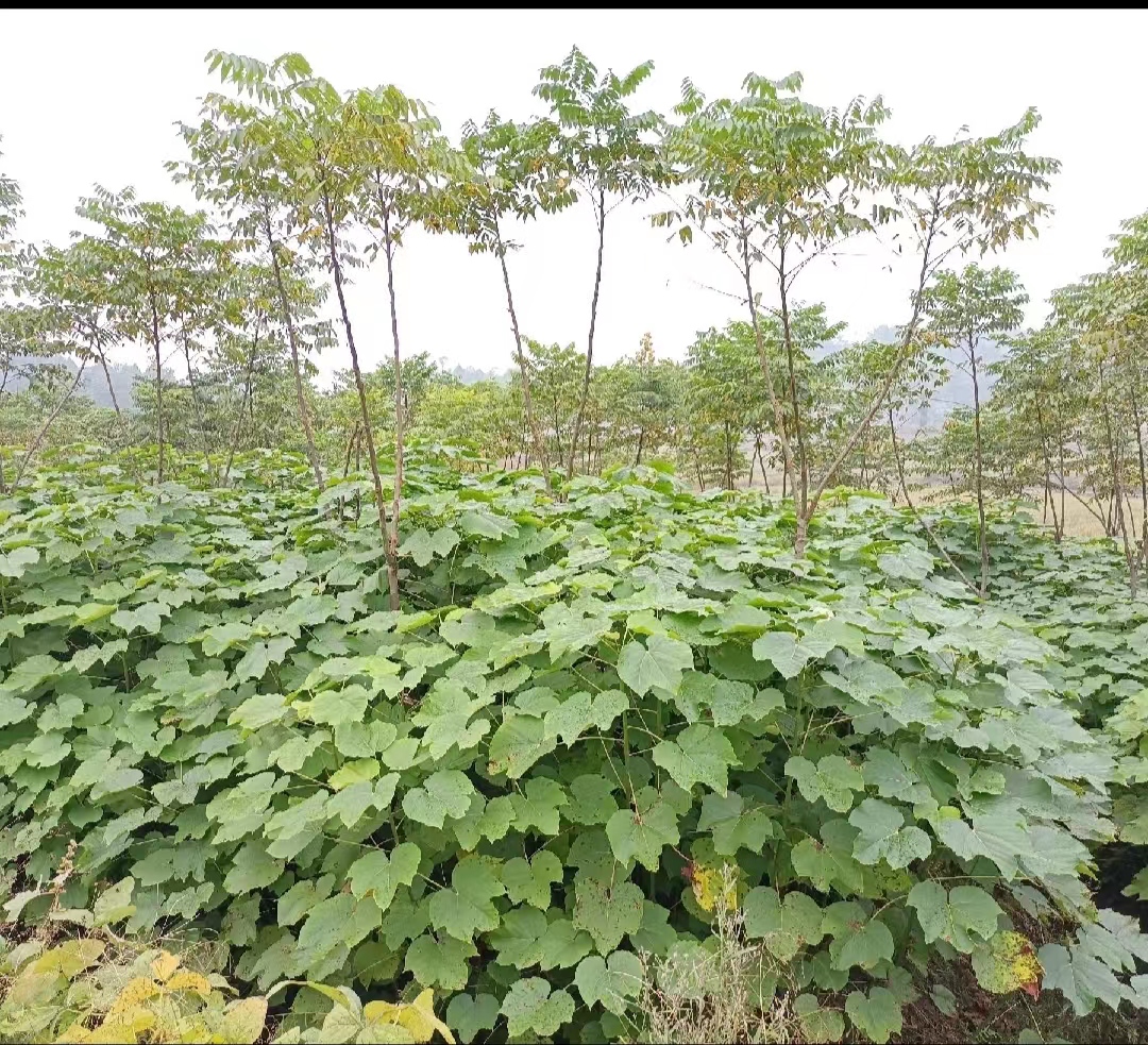 衡阳市造林油桐树苗基地直发落叶造林品种厂家