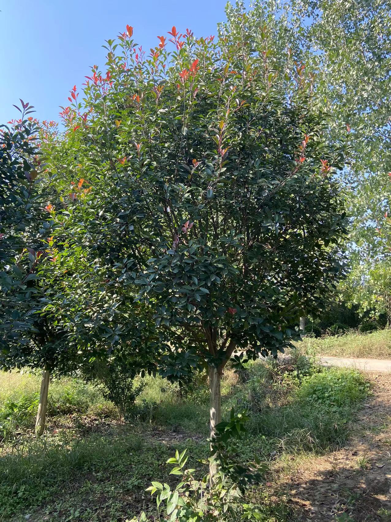 红叶石楠树基地绿化苗木石楠树，树状红叶石楠