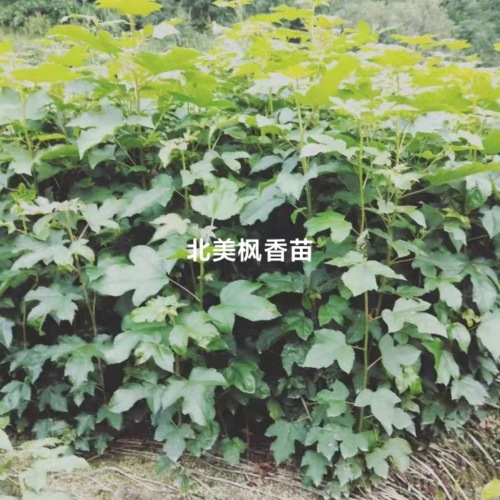 北美枫香苗基地直销