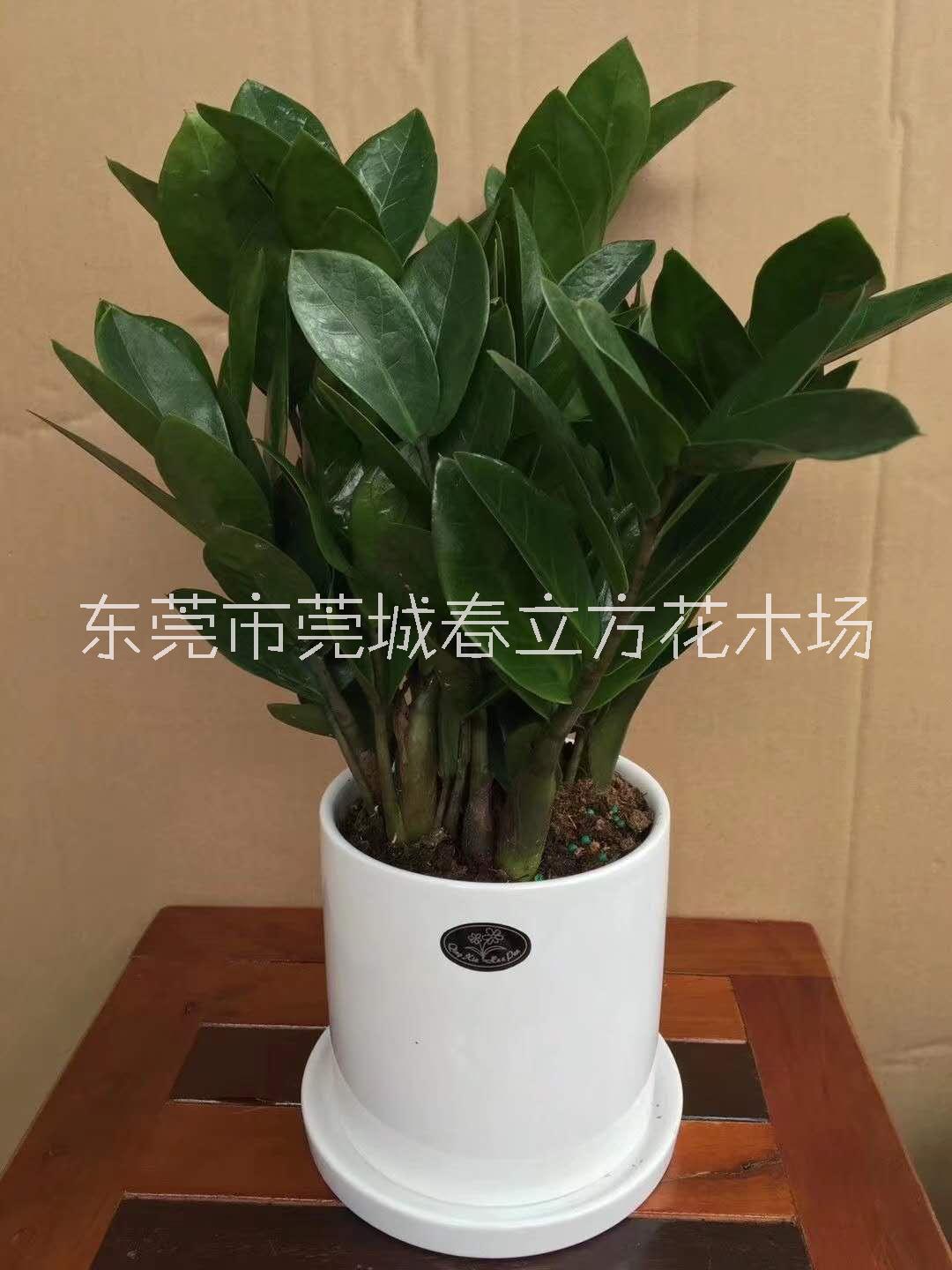 东莞市东莞植物租赁公司 金钱树 万年青厂家