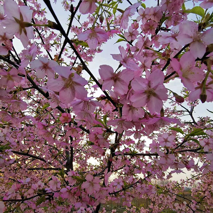 6公分飞寒樱基地 庭院装饰树木日本樱花 绿影园林
