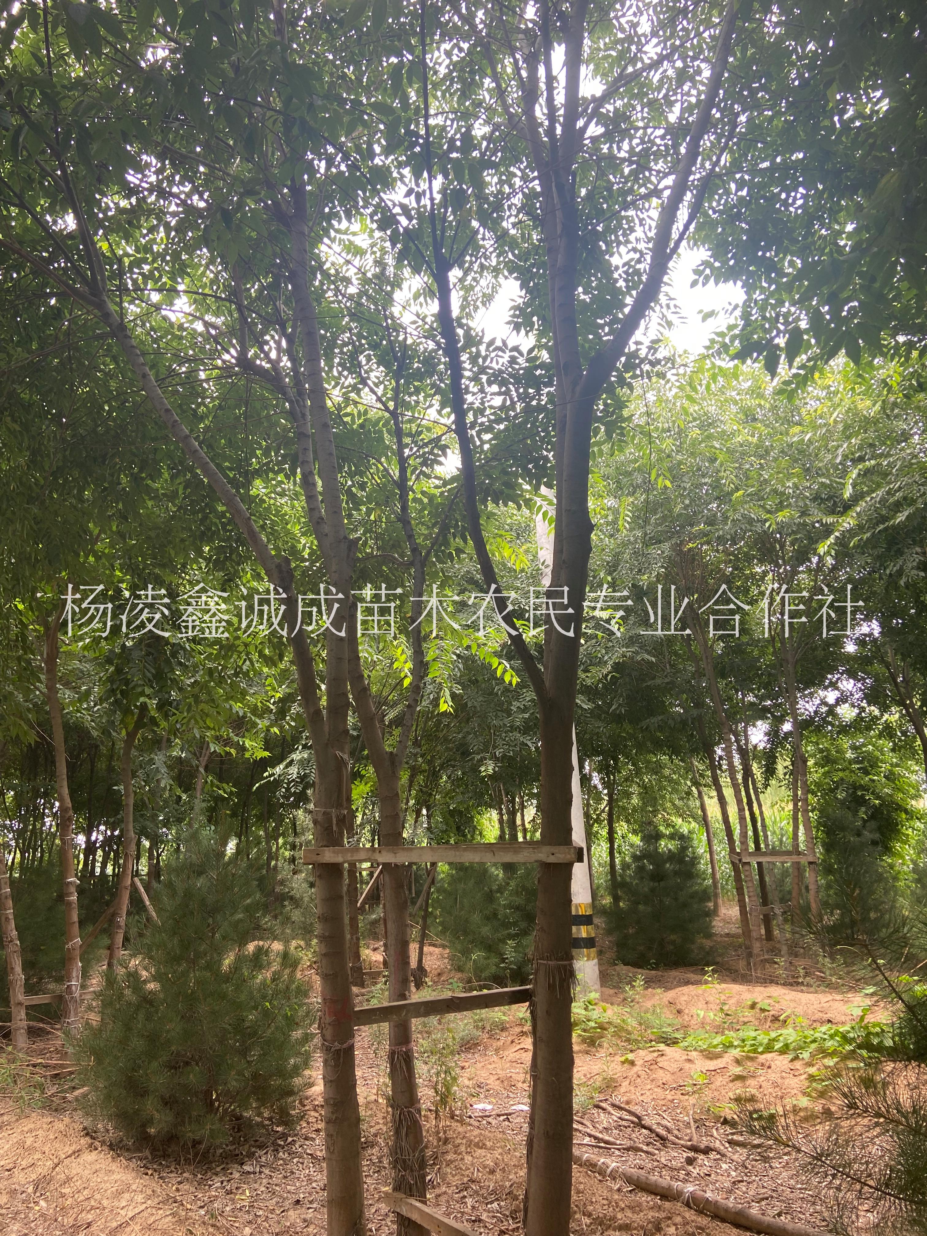 朴树 定植绿化苗木朴树，大丛生朴树10米供应图片