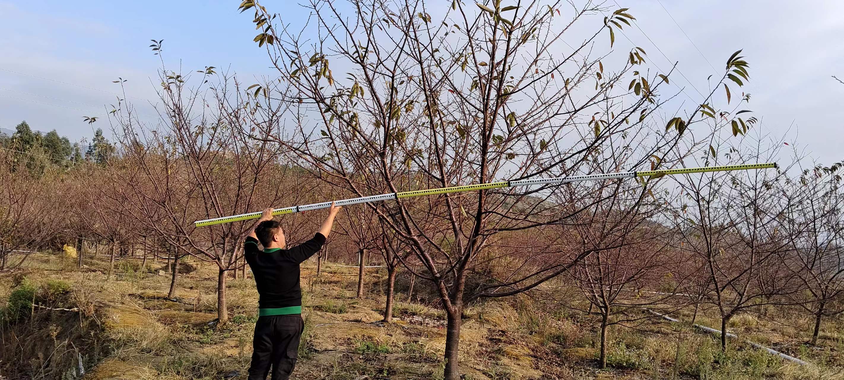 樱花树批发 樱花树批发基地图片