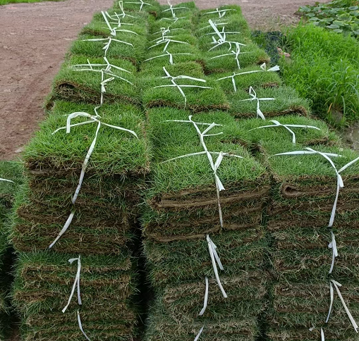 夏威夷草坪  出售马尼拉草皮 草坪基地  草坪现挖