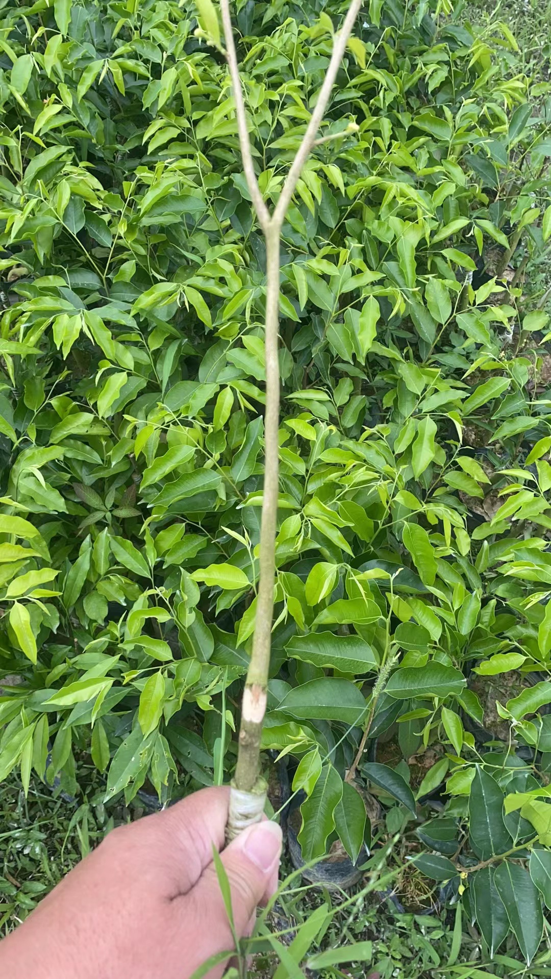 茂名市棋楠沉香嫁接苗75~100公分厂家