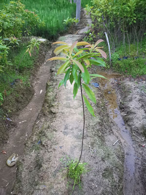 木荷无纺布袋苗联系方式  木荷无纺布袋苗报价