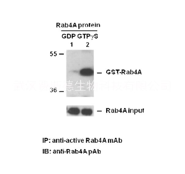 Rab4A-GTP 小鼠单抗/活性Rab4A单抗/2022价格已更新《推荐》图片