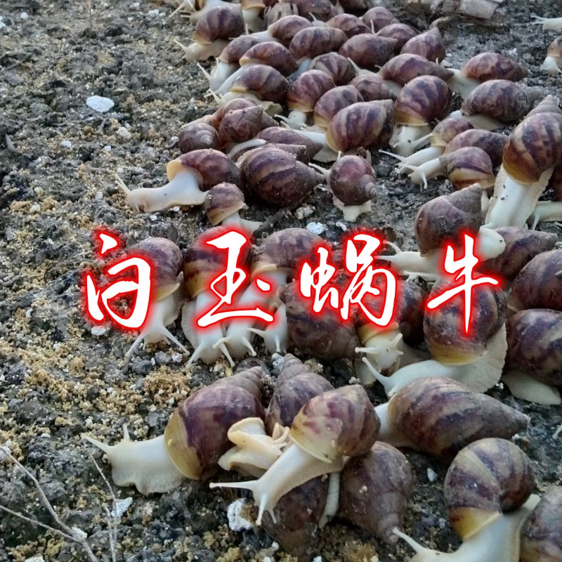 速冻蜗牛肉价格，批发，厂家【斯奈尔斯（嘉兴）商贸有限公司】图片