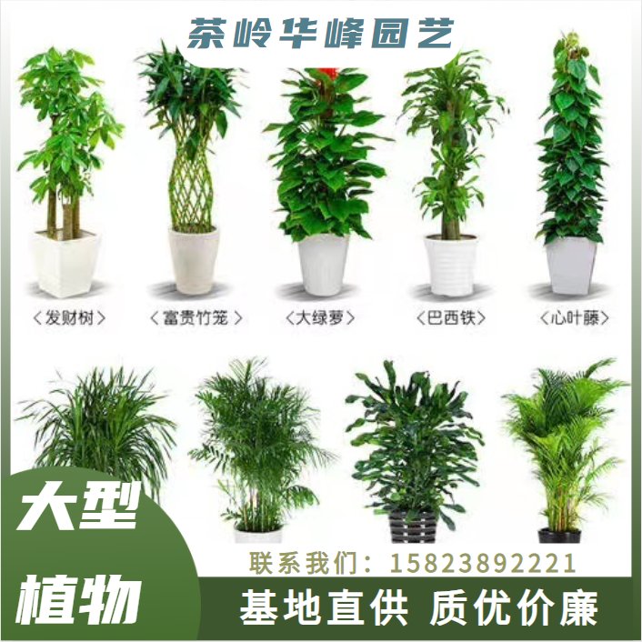 茶岭华峰园艺 室内外绿化植物 盆景盆栽 盆景制作养护 绿植租摆