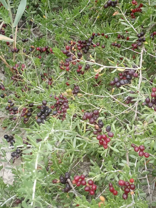 万亩白刺果种植基地 300万株白刺苗木供应 耐盐碱白刺种苗繁育基地