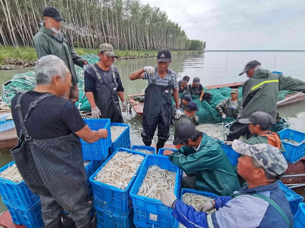 新疆水库银鱼卵价格，新疆高寒地区银鱼品种，银鱼受精卵1亿粒价格