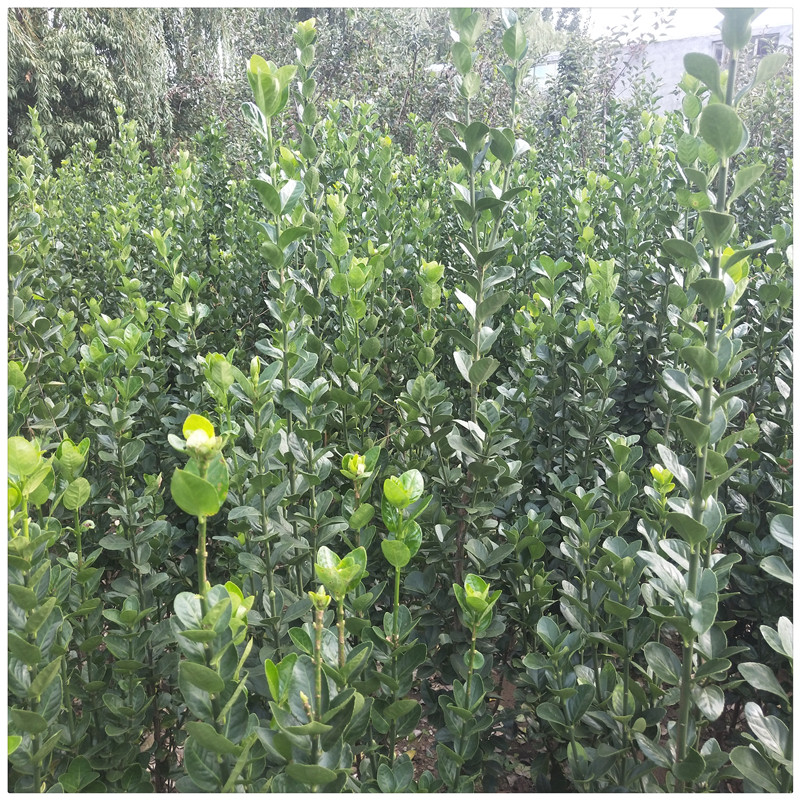1.5米1.8米北海道黄杨树苗 北海道黄杨栽植技术 北海道黄杨价格