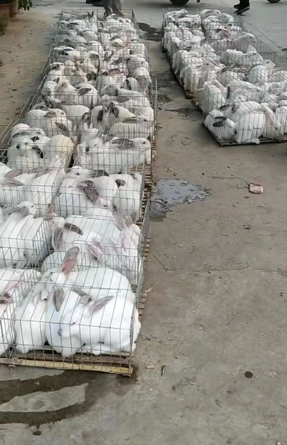 伊拉兔伊拉兔养殖行情种兔价格肉兔养殖场