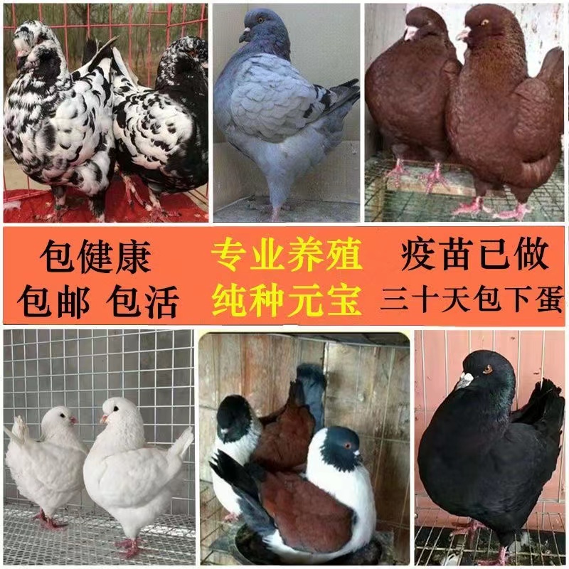 元宝鸽肉质怎么样元宝鸽好养殖吗和肉鸽有区别么