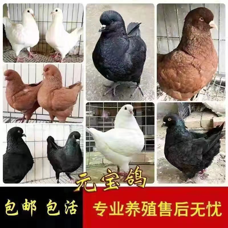 浙江 黑色元宝鸽养殖技术黑色元宝鸽能涨多大元宝鸽有几种颜色图片