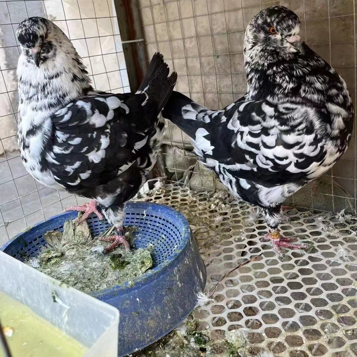 观赏鸽养殖元宝鸽养殖种鸽养殖元宝鸽能涨多大
