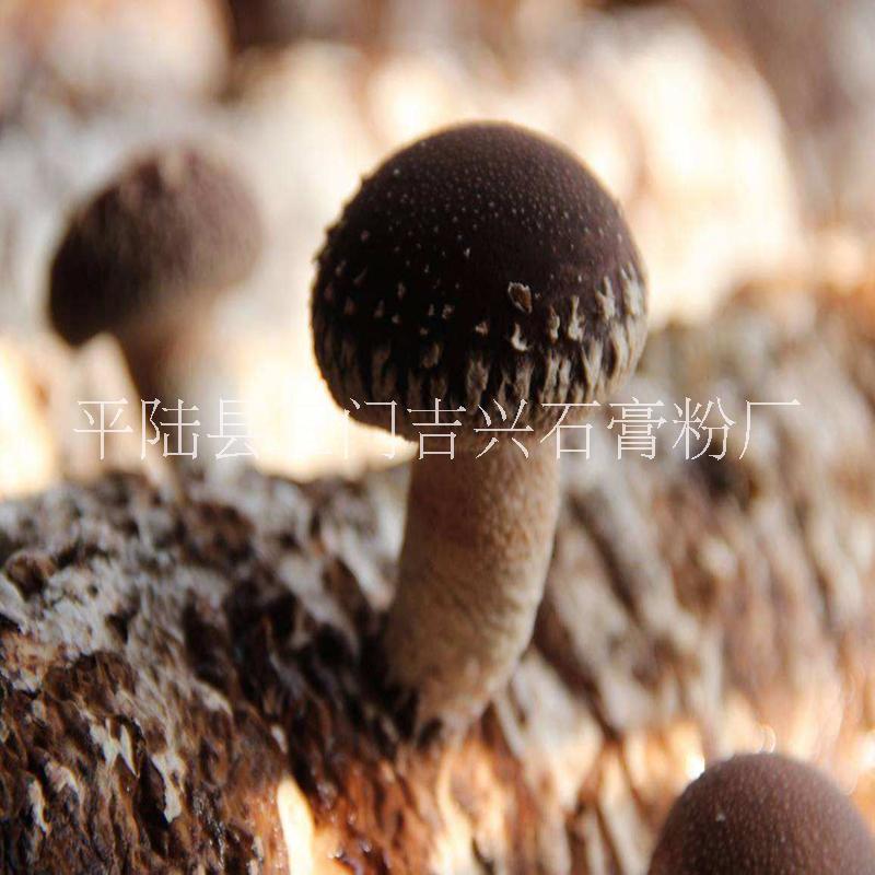 食用菌用石膏粉 种蘑菇专用石膏