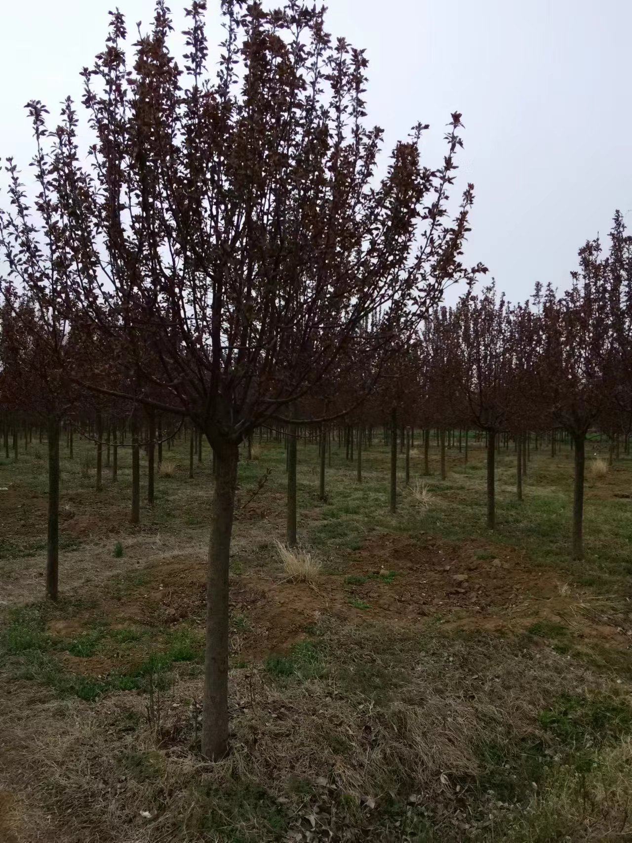 临沂市绚丽海棠厂家绚丽海棠-观赏型绚丽海棠批发-10公分绚丽海棠价格-哪里有-基地