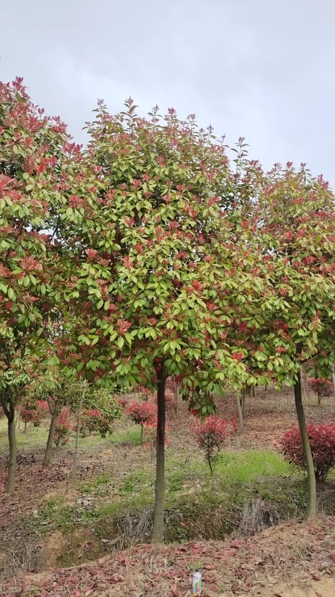 出售高杆红叶石楠树价格、高杆红叶石楠树种植基地现挖现发、全国发货【卫岑娣园艺场】