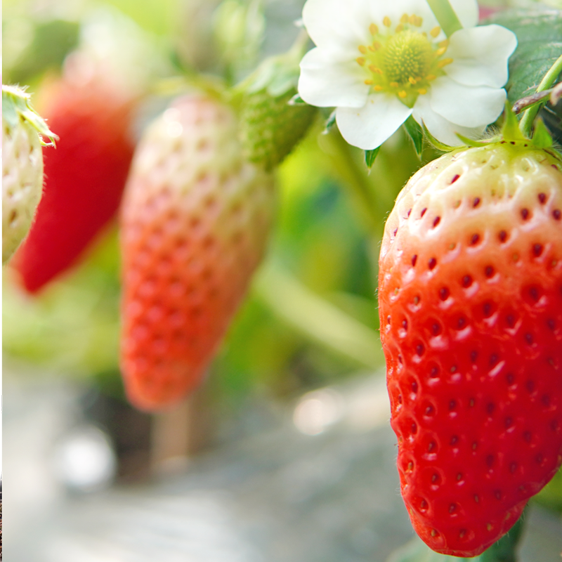 供应规格体积50L草莓基质草莓栽培基质苗耐储存耐运输透气性好图片