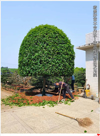 丛生桂花树苗圃-10万棵湖南四季桂小苗和湖南桂花小毛球混装起苗