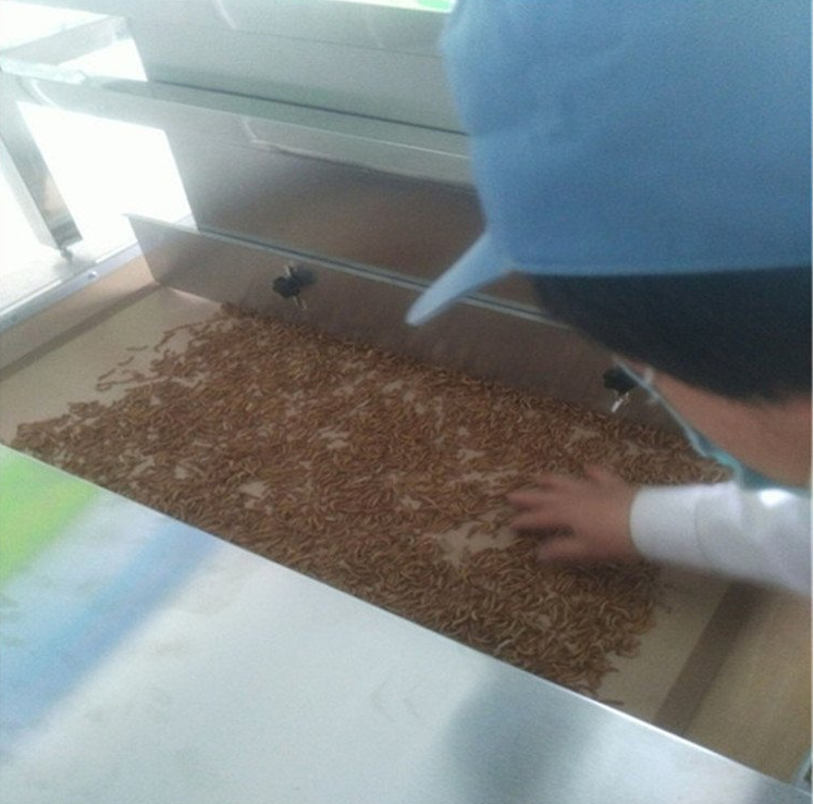 微波昆虫烘干熟化设备厂家定制广州虫子微波加热设备批发直销